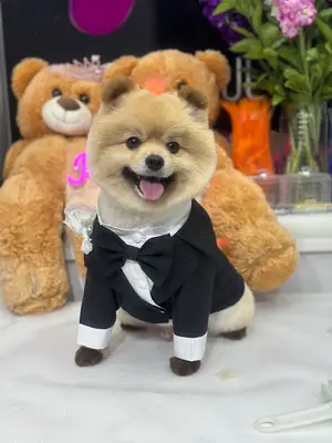 Pet Stylist