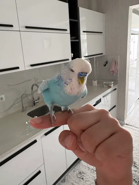 Niğde Pet Plus Veteriner Kliniği foto 2