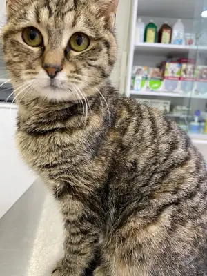 Pendik Veteriner Kliniği (ÖZEL)