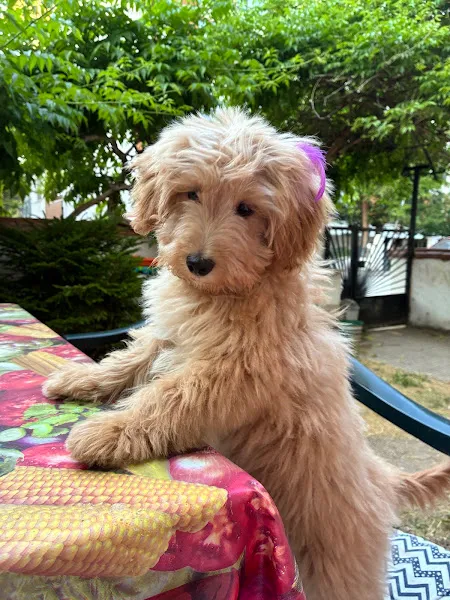 Liva Pet Veteriner Kliniği foto 2