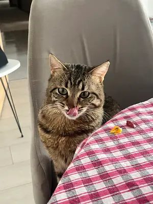Nevpati Veteriner Kliniği Nevşehir