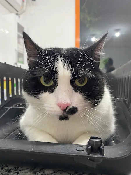 Bayrampaşa Vetmedical Veteriner Kliniği foto 1