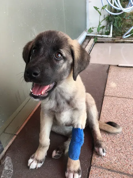 Gölbaşı Zeta Veteriner Kliniği foto 2
