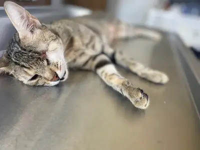 Denizli Hypatia Veteriner Kliniği