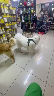 Pawsart Pet Kuaför | Pet Akademi fotoğrafı