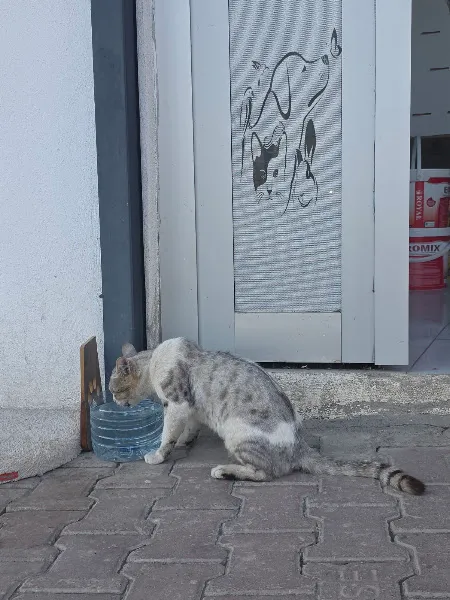 YAŞAM VETERİNER KLİNİĞİ foto 2