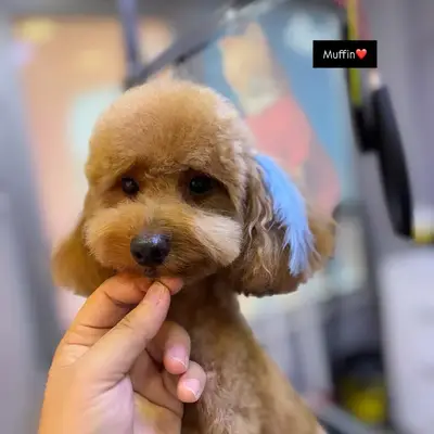 HALKALI PET KUAFÖRÜ VE PETSHOP