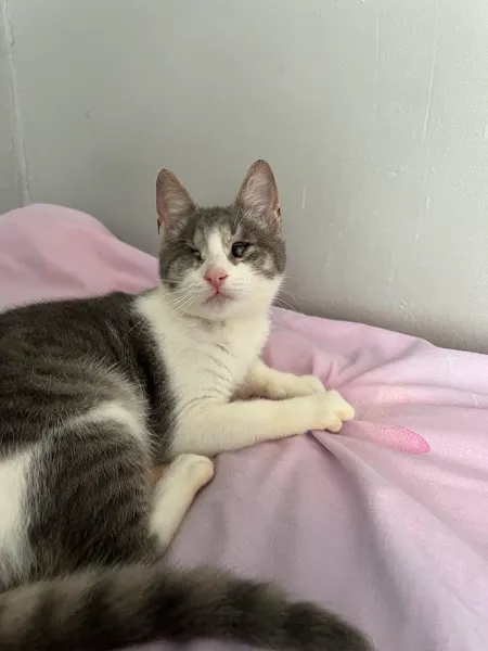 Tarabya Petcare Veteriner Muayenehanesi 7/24 Acil foto 2