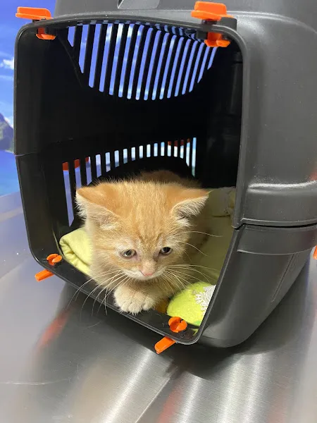 adıyaman vethome veteriner kliniği foto 1
