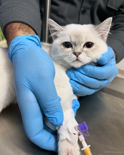 adıyaman vethome veteriner kliniği foto 2