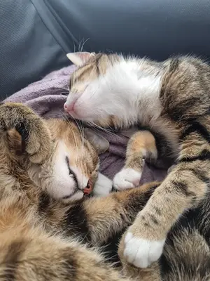 TATVAN OSCAR PET VETERİNER KLİNİĞİ