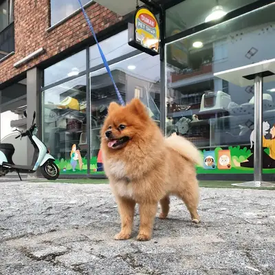 Duman Pet Kuaför / Shop