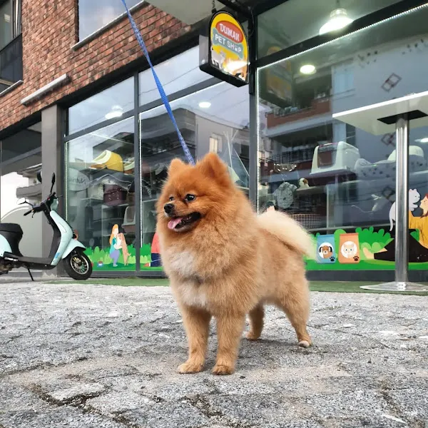 Duman Pet Kuaför / Shop foto 1