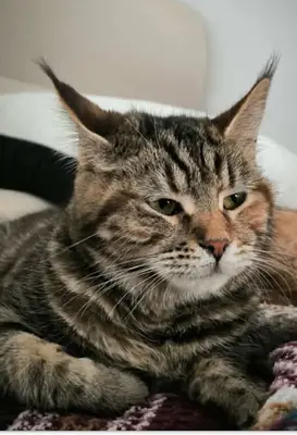 Miyawsu Kedi Oteli fotoğrafı