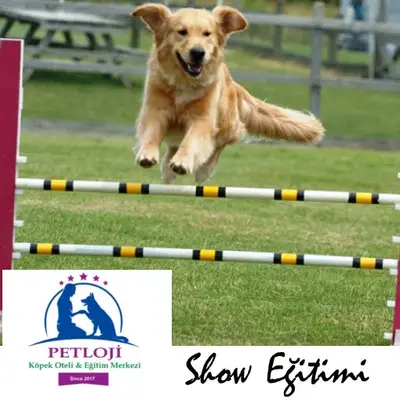 PETLOJİ - Köpek Eğitim Merkezi fotoğrafı