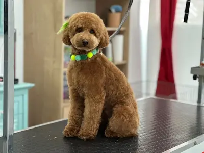 Patikolog Pet Kuaför Eryaman Şube