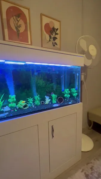 HIÇKIDIK PETSHOP AKVARYUM İZMİT foto 2