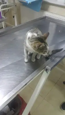 Tekirdağ belediyesi hayvan barınağı