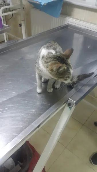 Tekirdağ belediyesi hayvan barınağı foto 1