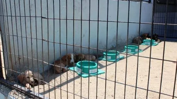 Tekirdağ belediyesi hayvan barınağı foto 2