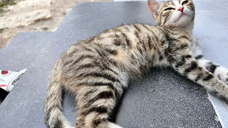 Reyhan Veteriner-Pet Kliniği foto 2