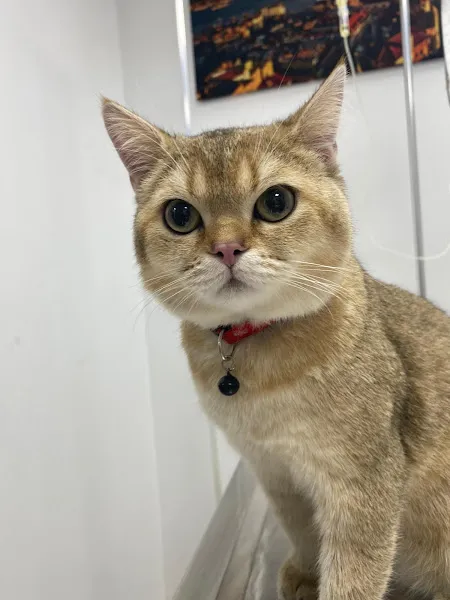Petplus⁺ Veteriner Kliniği foto 2