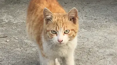 Ak-Vet Akdeniz Veteriner Kliniği