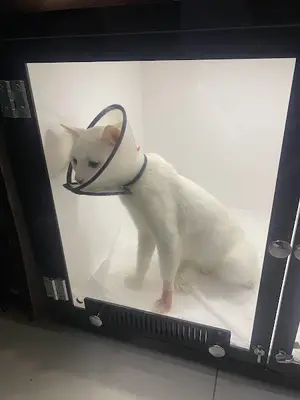 Naki Veteriner Kliniği