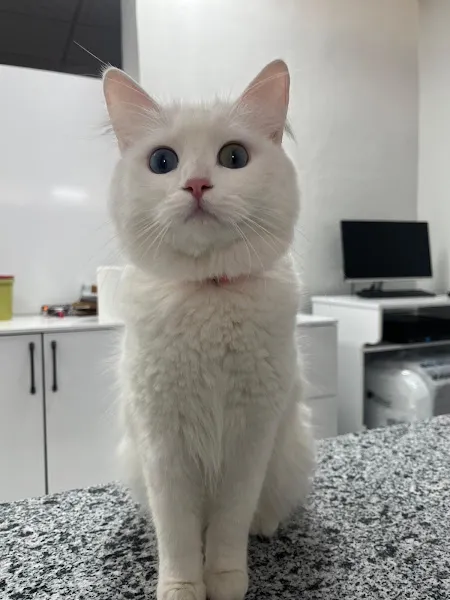 Petra Veteriner Kliniği foto 2