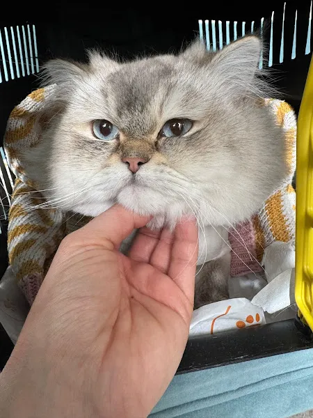 Şirin Veteriner Kliniği foto 1