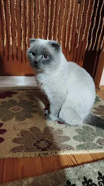 Şirin Veteriner Kliniği foto 2