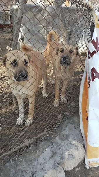 Avcılar Veteriner Kliniği foto 2