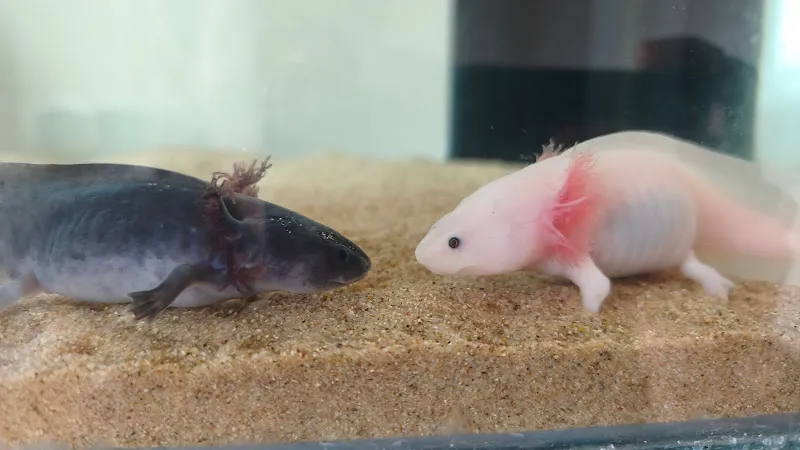 Akka Petshop foto 2
