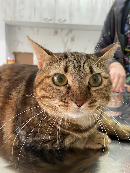 Çiğli VetS Veteriner Kliniği foto 2