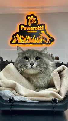 Beykoz Pawarotti Veteriner Kliniği