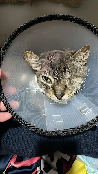 Sultanbeyli SEOS Veteriner Kliniği foto 1