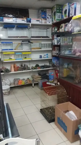 Nemo Akvaryum Balık foto 2