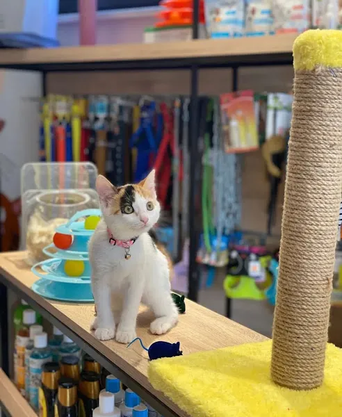jungle Pet Cafe foto 2