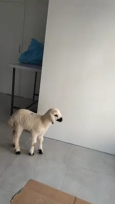 İpek Veteriner Kliniği
