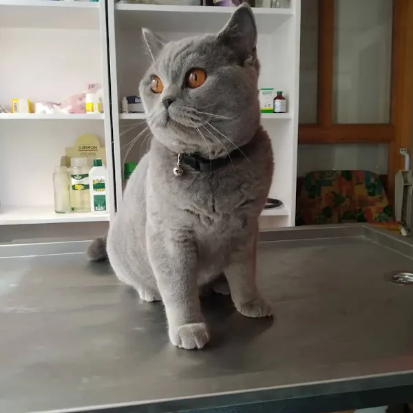 PATİM VET Veteriner Kliniği foto 2