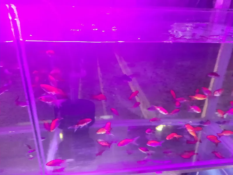 Dostlar petshop foto 2