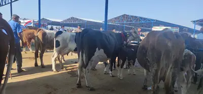 Siverek hayvan pazarı
