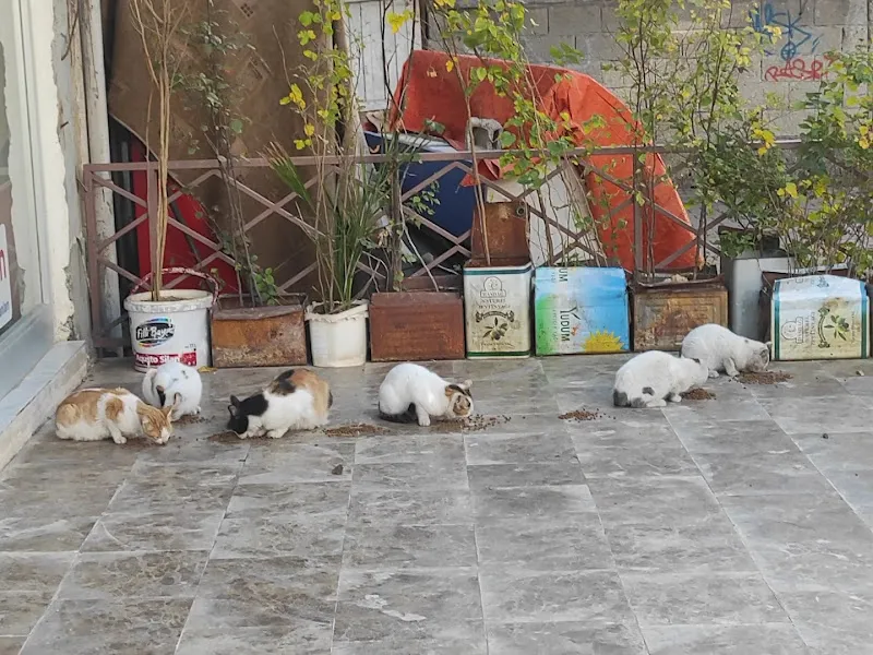 Doğu Veteriner foto 2