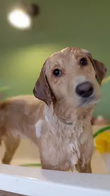Konyaaltı PET Kuaför Ceren Ayaz fotoğrafı