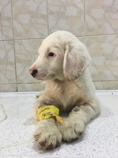 Altınordu veteriner kliniği foto 2