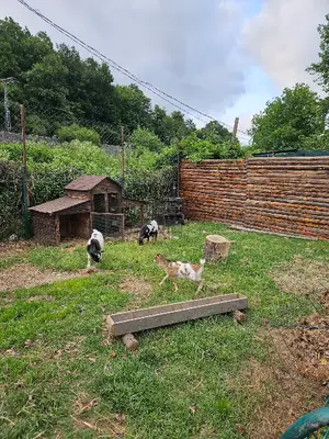 Vega Dog Club fotoğrafı