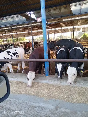 Kütahya Belediyesi Canlı Hayvan Pazarı