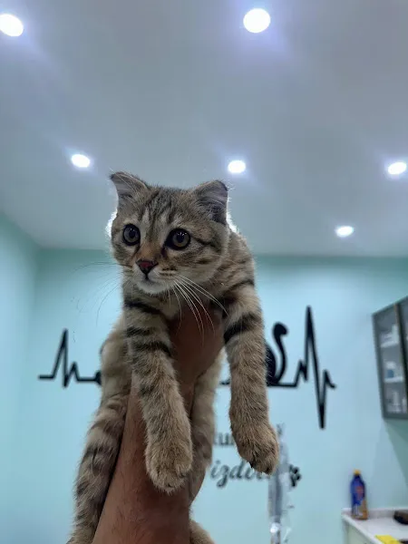 Van Veteriner Kliniği foto 2