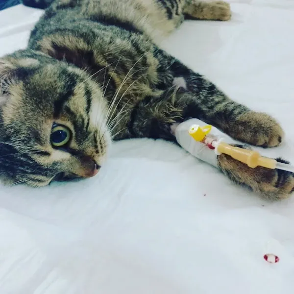 Dem-Vet Veteriner Kliniği foto 2