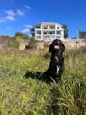 Deniz Pet House - Academy & hotel fotoğrafı